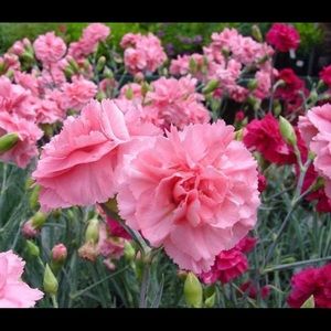 Meet your Posher, Tulani